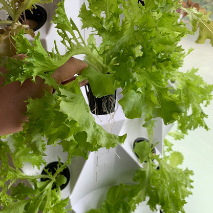 Pro Aeroponics Tower Garden Growing System | 48 Pot Indoor & Outdoor